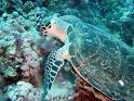 030508_Abu Kefan - Tortue - Dsc02273~